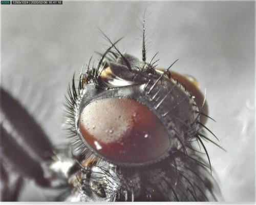 Réf. 247 698 : Muscina levida
